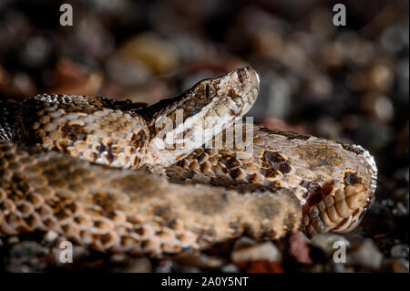 Deserto Massasauga, (Sistrurus tergeminus edwardsii), Socorro Co., New Mexico, negli Stati Uniti. Foto Stock