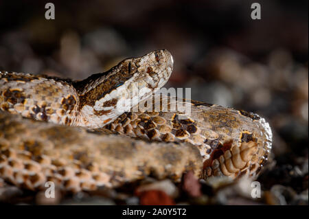 Deserto Massasauga, (Sistrurus tergeminus edwardsii), Socorro Co., New Mexico, negli Stati Uniti. Foto Stock