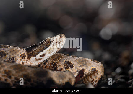 Deserto Massasauga, (Sistrurus tergeminus edwardsii), Socorro Co., New Mexico, negli Stati Uniti. Foto Stock