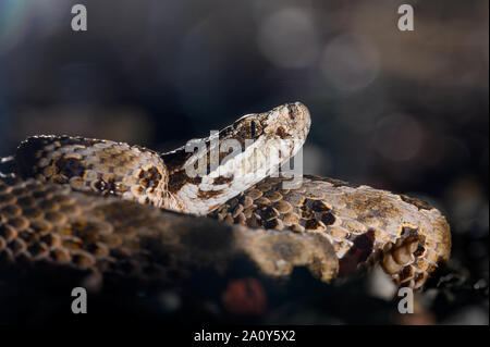 Deserto Massasauga, (Sistrurus tergeminus edwardsii), Socorro Co., New Mexico, negli Stati Uniti. Foto Stock