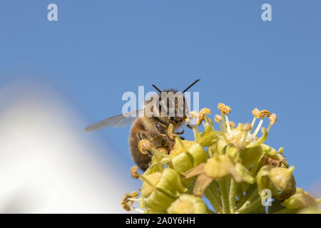 Ivy Bee (Colletes hederae) su un fiore di edera (Hedera helix) Foto Stock