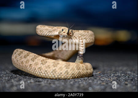 Prairie Rattlesnake, (Crotalus viridis), Valencia Co., New Mexico, negli Stati Uniti. Foto Stock