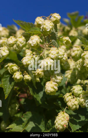 Humulus lupulus (comune hop o salti) è una specie di pianta flowering in famiglia della canapa Foto Stock