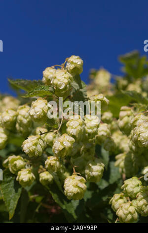Humulus lupulus (comune hop o salti) è una specie di pianta flowering in famiglia della canapa Foto Stock