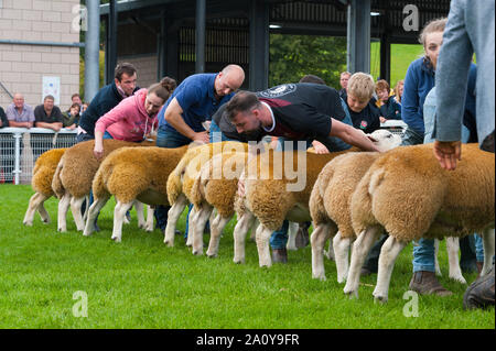 Llanelwedd, Powys, Regno Unito. Il 22 settembre 2019. A giudicare di Texel e Charollais rams si svolge alla vigilia della NSA (National pecore Association) Galles & Ram di confine vendita presso il Royal Welsh Showground in Powys, Wales, Regno Unito. Due NSA Galles & Ram di confine delle vendite sono tenuti ogni anno: un inizio di uno in agosto e quello principale in settembre. Intorno 4.500 montoni da circa trenta razze sarà in vendita. © Graham M. Lawrence/Alamy Live News Foto Stock