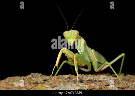 Verde comune mantis (Sphodromantis gastrica) su un ramo, Sud Africa Foto Stock