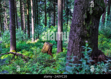 Una bellissima Foresta estate Foto Stock