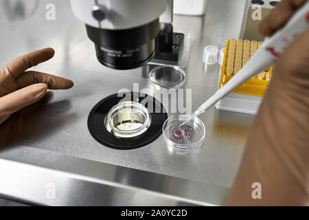 Il tecnico in marrone guanti in lattice mette le gocce di materiale nella scatola di Petri durante la fecondazione in vitro di processo nel laboratorio di IVF. Primo piano. Orizzonte Foto Stock