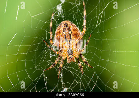 Una grande croce spider si siede nella sua tela di ragno e si annida la preda Foto Stock