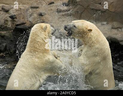 Gli orsi polari, animali, acqua, amici Foto Stock