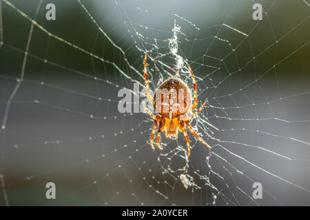 Una grande croce spider si siede nella sua tela di ragno e si annida la preda Foto Stock