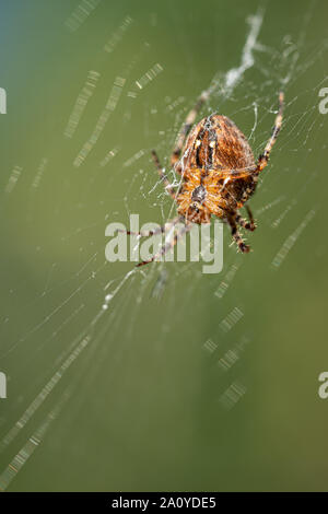 Una grande croce spider si siede nella sua tela di ragno e si annida la preda Foto Stock