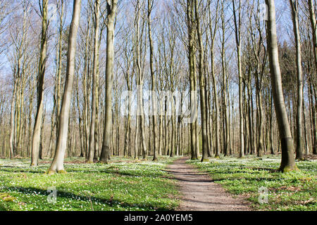 Percorso attraverso un danese forestale in primavera con Anemone nemorosa , Foto Stock