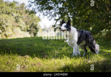 Blue Merl Welsh Border Collie si fermò in erba guardando fuori del telaio Foto Stock