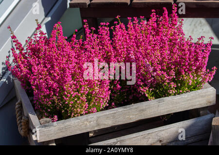 Erica graziosi fiori in una scatola di legno. Giardino decorazione con fiore heather, rosa luminoso piccoli fiori su lunghi rami. Foto Stock