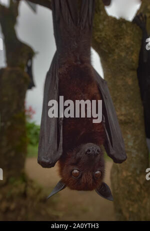 Grande flying fox o frutta Bat, Pteropus vampyrus a Bali, in Indonesia Foto Stock