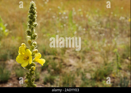 Molène thapsus, il grande o mullein mullein comune in fiore,fuoco selettivo. La medicina di erbe impianto. Close up.orizzontale con copia spazio. Foto Stock