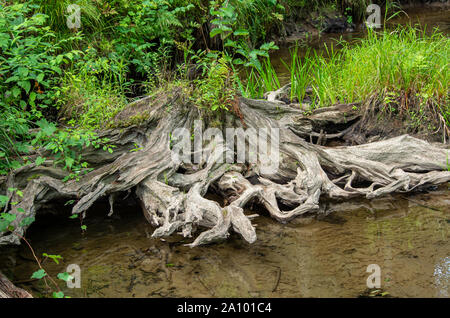Lavate le radici di albero su un ruscello Foto Stock