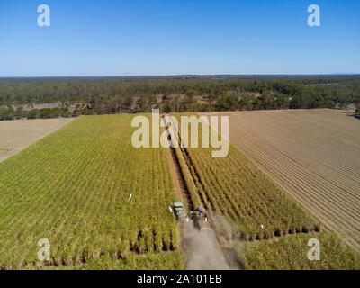 Una mietitrebbia cingolato semovente la raccolta di canna da zucchero in condizioni molto polverose Bundaberg Queensland Australia Foto Stock