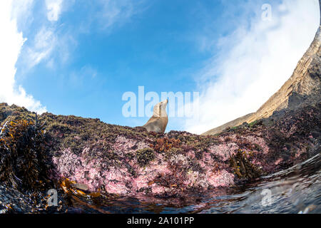 Un adorabile Sea Lion in della California Meridionale Isole del Canale suns stessa mentre in appoggio sul bordo di una scogliera. Foto Stock