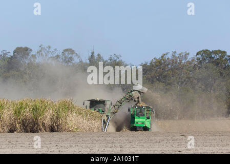 La raccolta meccanica di canna da zucchero prodotto in condizioni secche e polverose vicino a Bundaberg Queensland Australia Foto Stock