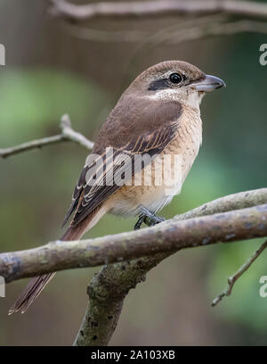 Shrike marrone Foto Stock