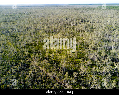 Antenna della foresta Paperbark e gomma blu boschi crescono in Poona parco nazionale nel suo stato naturale vicino Maaroom Queensland Australia Foto Stock