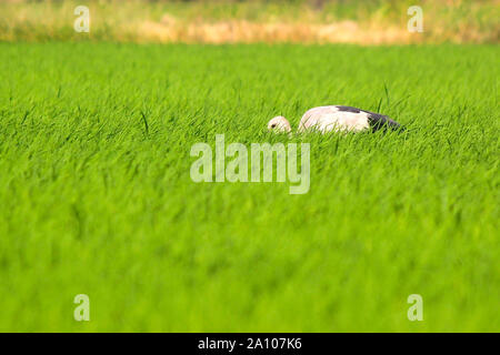 Foto di openbill cicogna nel campo di risone Foto Stock