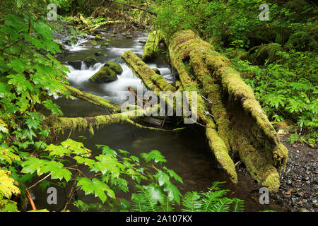 Il ramo meridionale del piccolo fiume scorre attraverso la vecchia la crescita arborea foresta di pioggia, decadendo il cedro, il Parco Nazionale di Olympic, Clallam County, Washington, Stati Uniti d'America Foto Stock