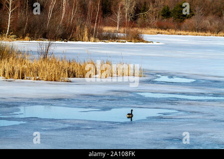 Un solitario Canada Goose su un lago ghiacciato. Inizio della primavera al centro d'interpretazione de la Nature de Lac Boivin, Granby, Quebec, Canada. Foto Stock