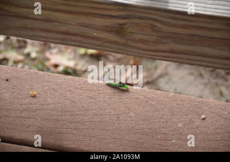 Caterpillar verde essendo attaccato da una vespa Foto Stock