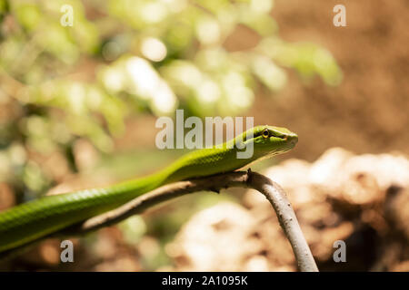 Gonyosoma oxycephalum, noto come il serpente arboreo, il serpente verde dalla coda rossa, e il pilota dalla coda rossa, poggiato su un ramo. Foto Stock