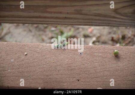 Caterpillar verde essendo attaccato da una vespa Foto Stock