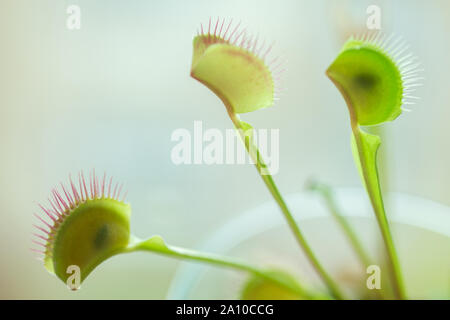 Foglia di trappola di dionaea muscipula pianta carnivora. Closeup guardano a foglie e insetti all'interno Foto Stock