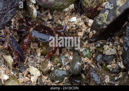 Spiaggia craps strisciando intorno alle rocce Foto Stock