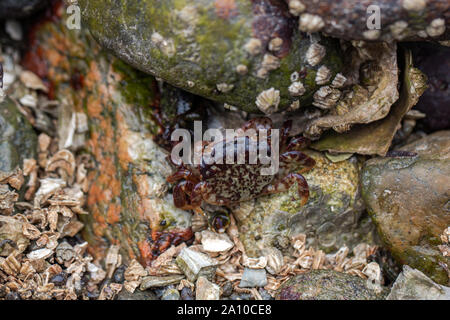 Spiaggia craps strisciando intorno alle rocce Foto Stock