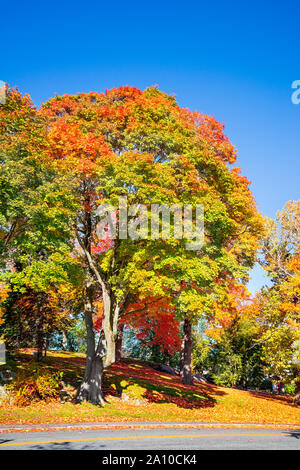 Grande albero di acero con colorati fogliame di autunno lascia in un parco in New England. Soleggiata giornata autunnale con cielo blu in ottobre. Foto Stock