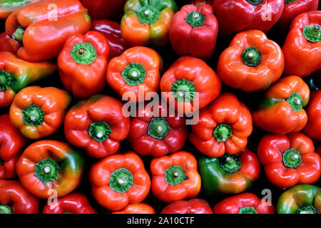 Freschi raccolti crudi colombiani peperoni rossi, agricoltori producono mercato, Colombia, Sud America Foto Stock
