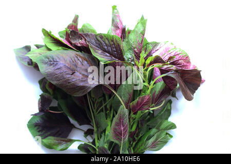 Amaranthus tricolore o noto come Amaranto Rosso Foto Stock