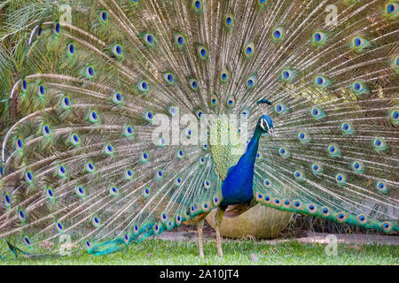 Pavone maschio che mostra la sua ventola a Los Angeles in California Foto Stock