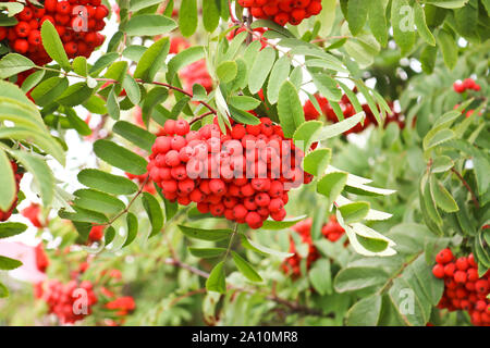 I grappoli di ripe rosso-arancione rowan bacche. Tempo d'autunno. Foto Stock