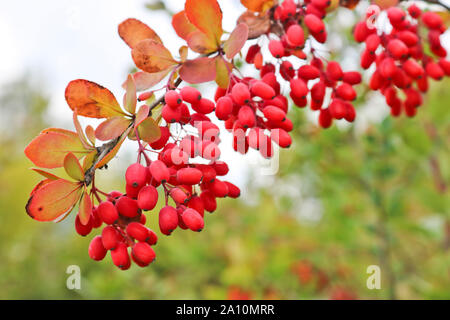 I grappoli di ripe rosse bacche di crespino. Tempo d'autunno. Foto Stock