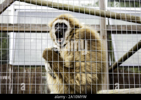 Orangutan gabbia bloccato, animali selvatici abuso, scimmie Foto Stock