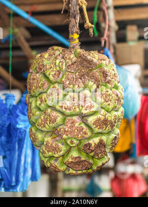 Vite tahitiano pino o vite di paglia pine comunemente conosciuto in Maldive come Boa Kashikeyo sulla frutta fresca, verdura e pesce secco mercato del maschio, Maldi Foto Stock