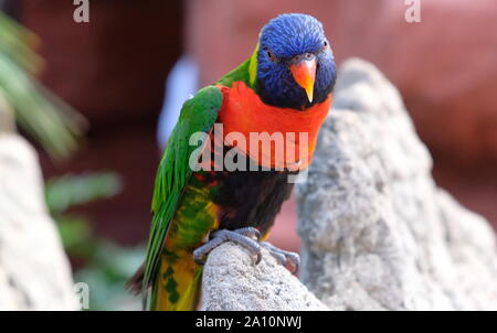 Ritratto di un piccolo pappagallo colorato seduto su un ramo. Uccelli tropicali, lory famiglia. Rosso, blu, giallo e verde. Vista ravvicinata dell'animale w Foto Stock
