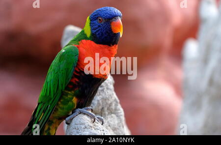 Ritratto di un piccolo pappagallo colorato seduto su un ramo. Uccelli tropicali, lory famiglia. Rosso, blu, giallo e verde. Vista ravvicinata dell'animale w Foto Stock