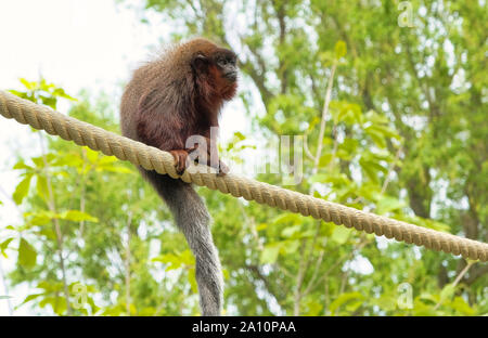 Rosso scimmia Titi salendo su un ramo in habitat naturale avifauna nei Paesi Bassi Foto Stock