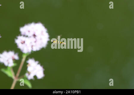 Hoverfly in volo, Gloucestershire, Inghilterra, Regno Unito. Foto Stock