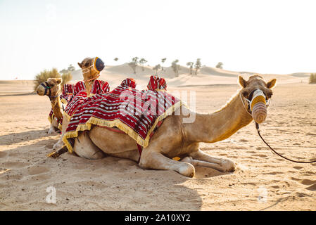 Cammelli in appoggio sul deserto di sabbia Foto Stock