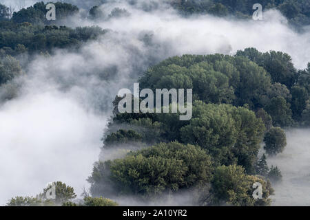 Il Bosco Nebbioso di sunrise Foto Stock